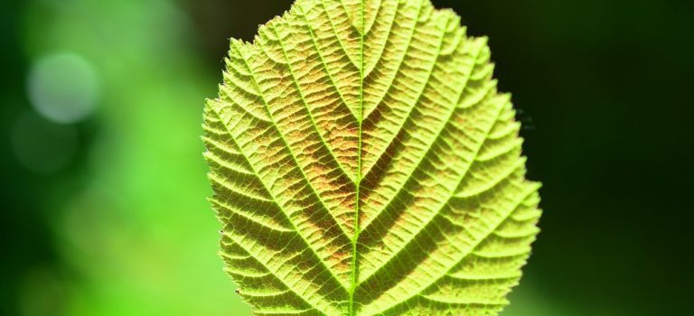 Comment guérir ses mémoires ancestrales Comment guérir ses mémoires ancestrales